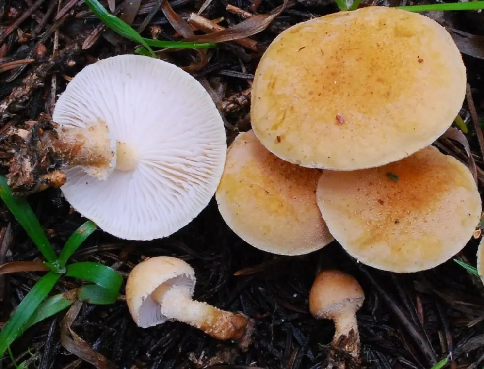 Granular cystoderma (Cystoderma granulosum) photo and description