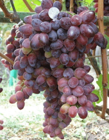 Grape Beauty