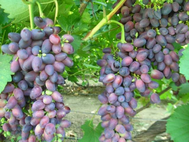 Grape Beauty