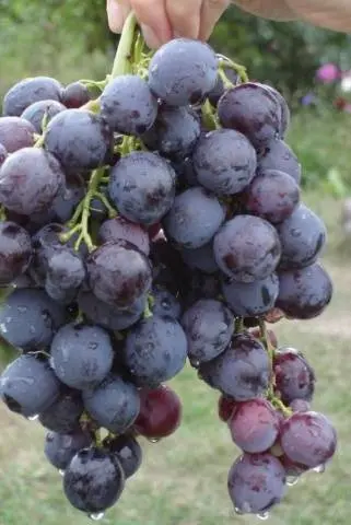 Grape Cardinal