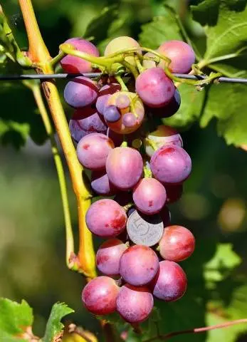 Grape Cardinal