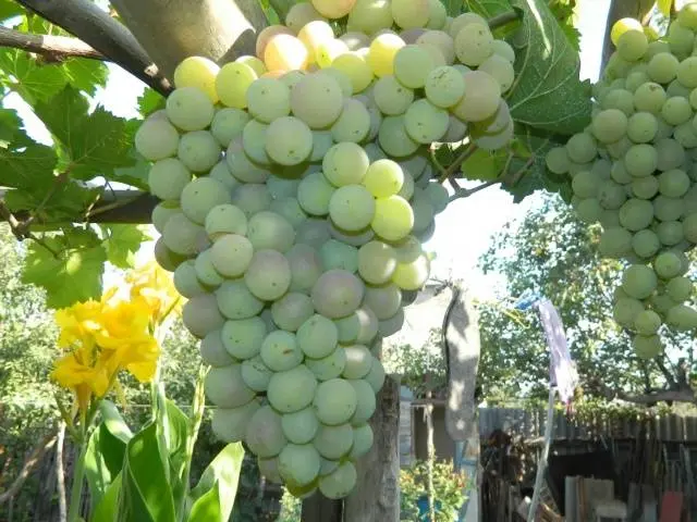 Grape Cardinal