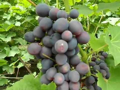 Grape Cardinal