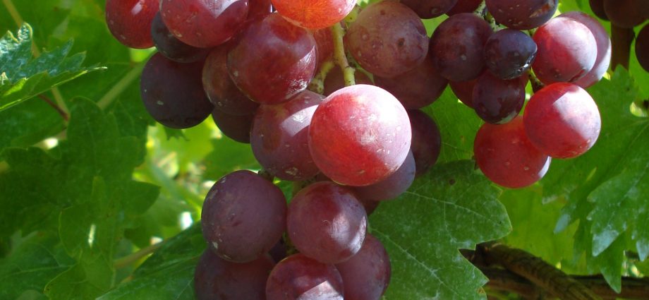 Grape Cardinal