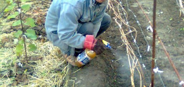 Grape care in autumn + video