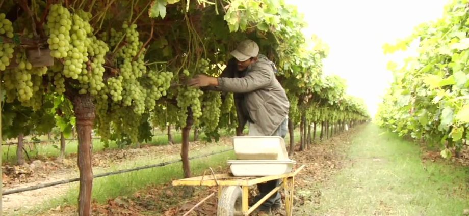 Grape care in autumn + video