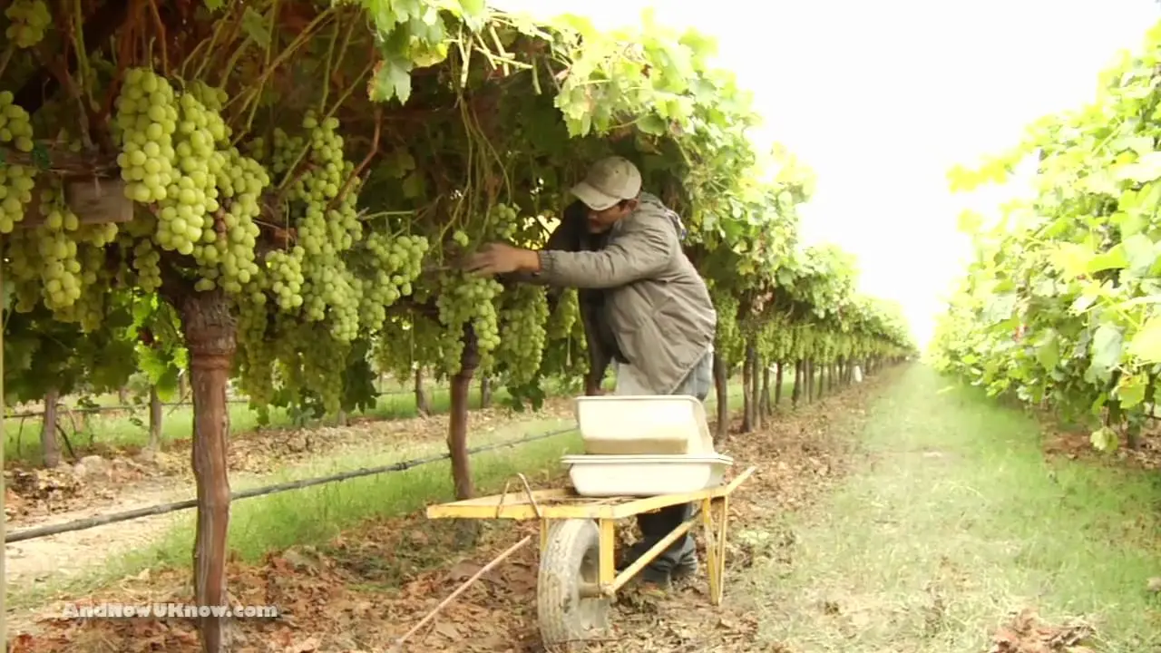 Grape care in autumn + video