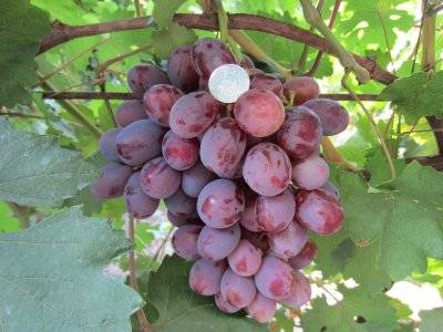 Grape Count of Monte Cristo