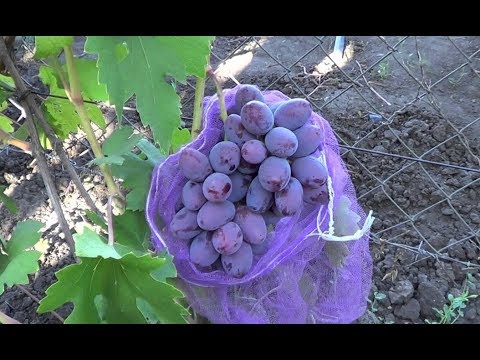 Grape Count of Monte Cristo