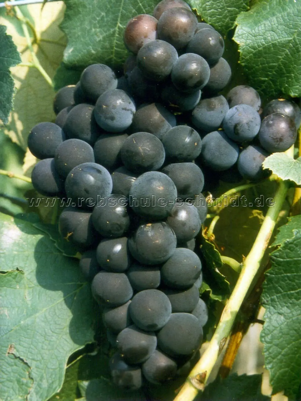 Grape Elegant very early