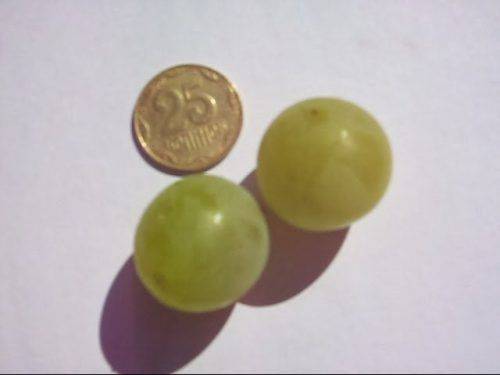 Grape Galbena Nou (Golden)