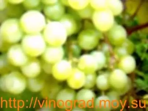 Grape Galbena Nou (Golden)