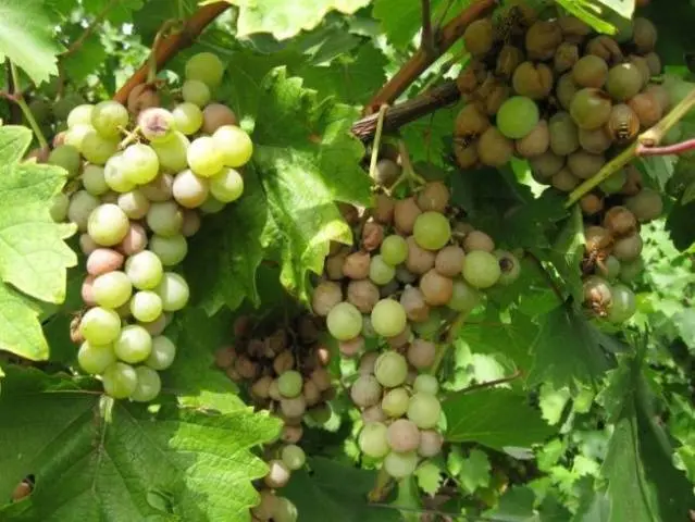 Grape Galbena Nou (Golden)