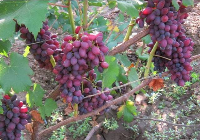 Grape kishmish Jupiter: variety description, photos, reviews