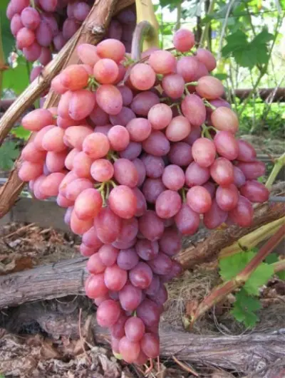Grape Kishmish Radiant