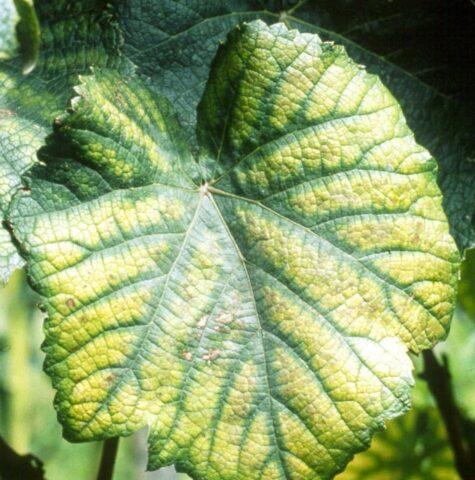 Grape leaf chlorosis: causes and treatment, photo