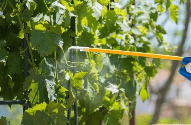 Grape leaf chlorosis: causes and treatment, photo