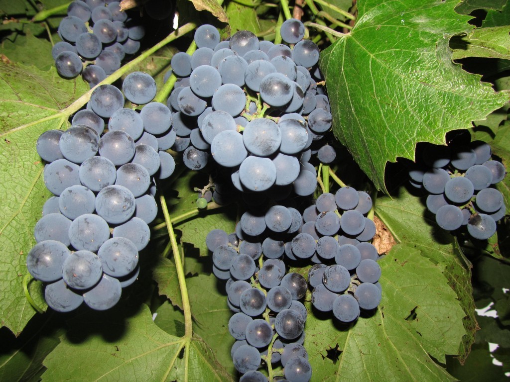 Grape Moldova: variety description with photo and video