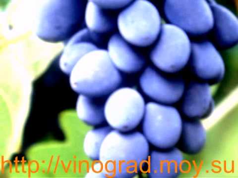 Grape Moldova: variety description with photo and video