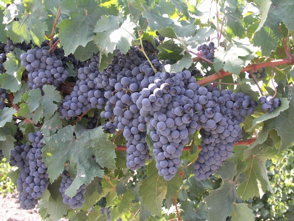 Grape Moldova: variety description with photo and video