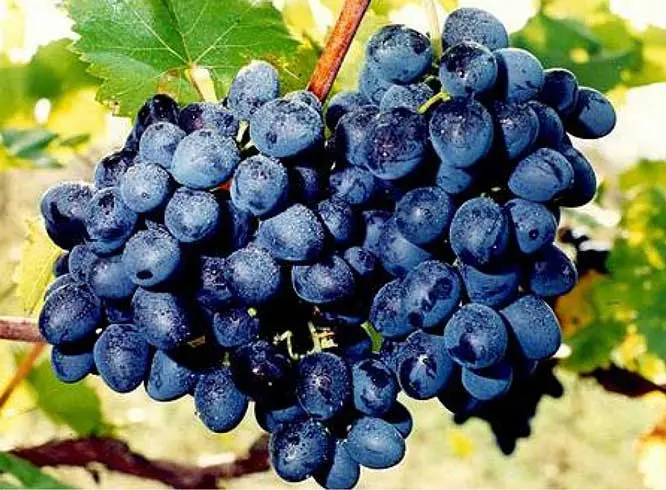 Grape Moldova: variety description with photo and video