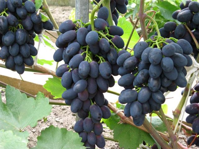 Grape Moldova: variety description with photo and video