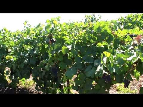 Grape Moldova: variety description with photo and video