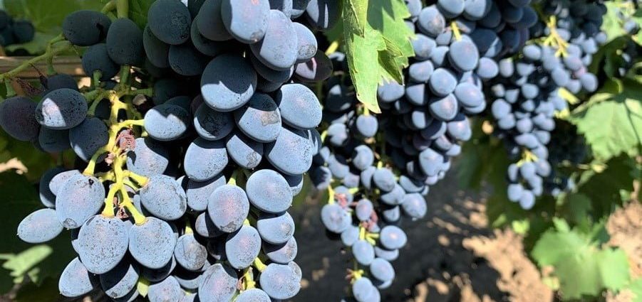 Grape Moldova: variety description with photo and video