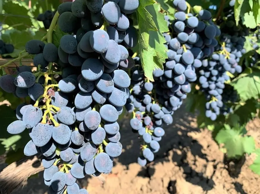 Grape Moldova: variety description with photo and video