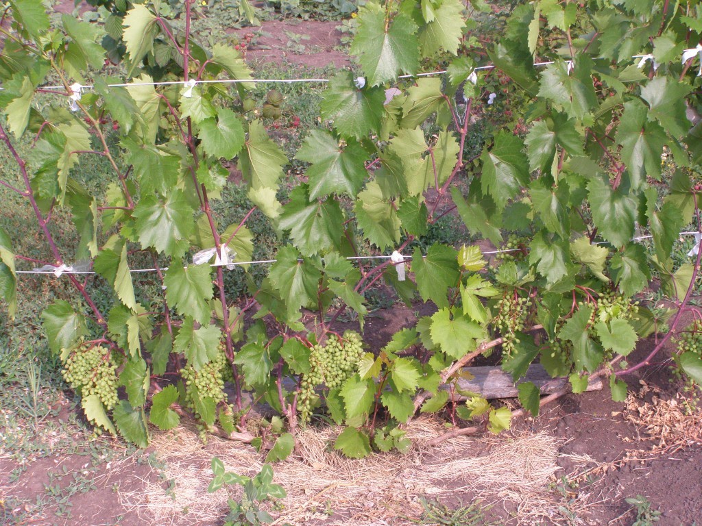 Grape pruning for beginners: how to do it right