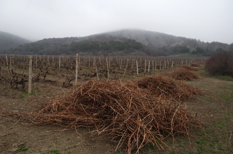 Grape pruning for beginners: how to do it right