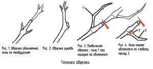 Grape pruning for beginners: how to do it right