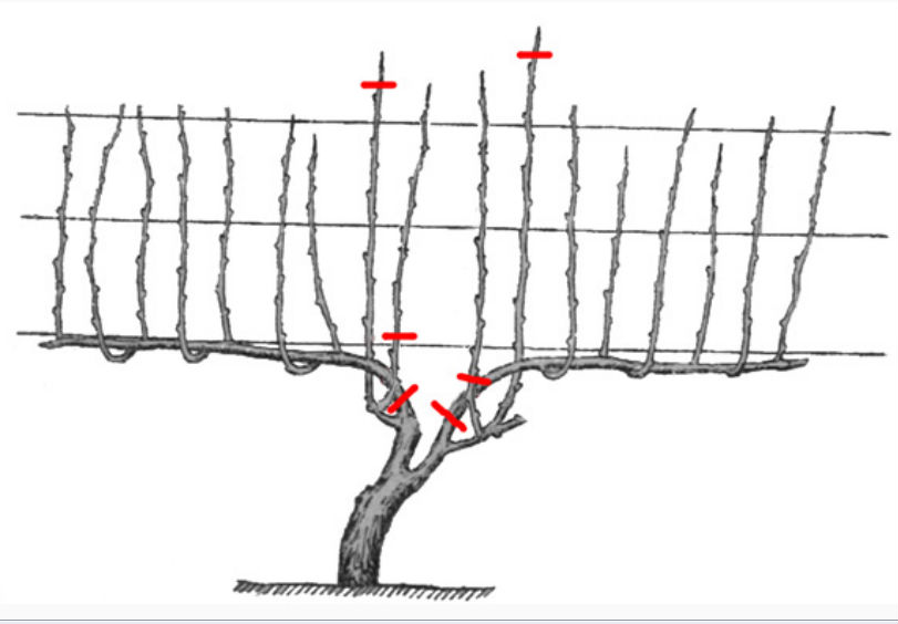 Grape pruning for beginners: how to do it right