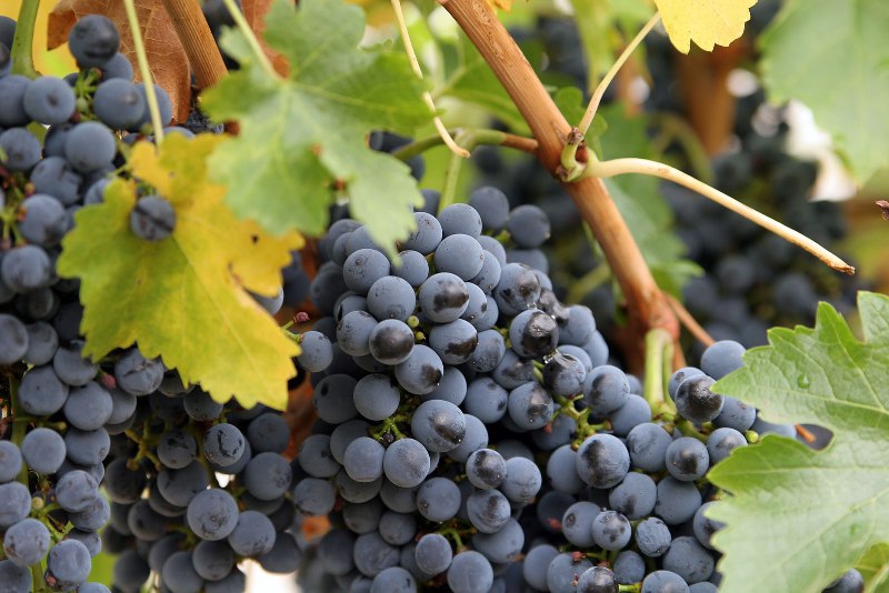 Grape pruning for beginners: how to do it right