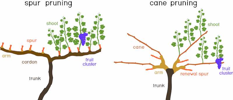 Grape pruning for beginners: how to do it right