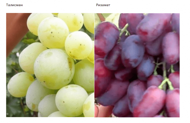 Grape Sensation