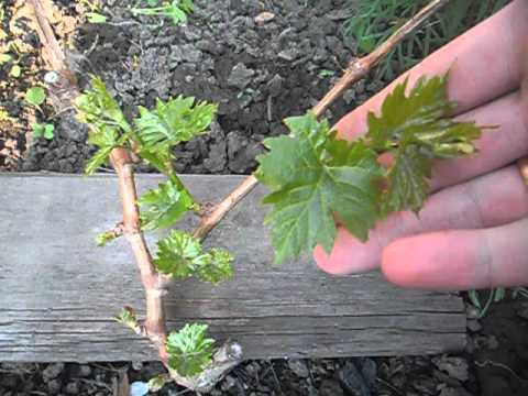 Grape Transformation