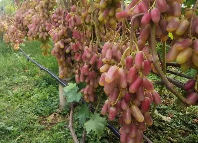 Grape Transformation