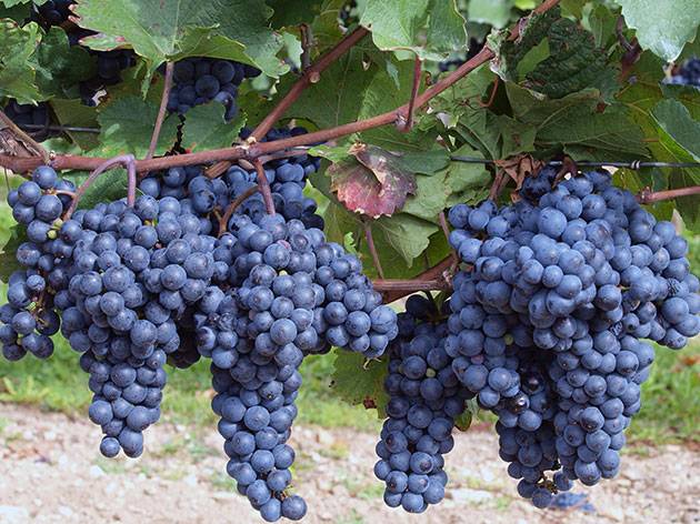 Grape transplantation in the fall