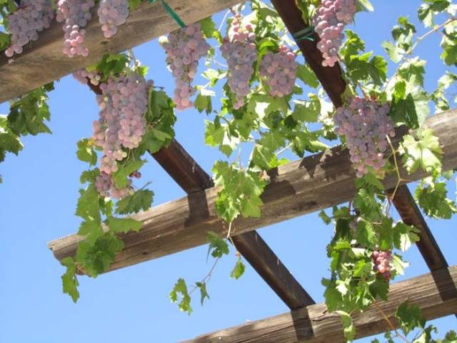 Grape transplantation in the fall