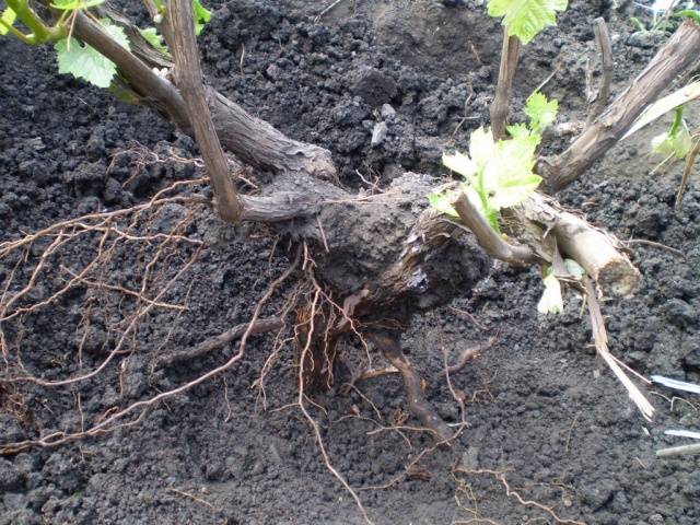 Grape transplantation in the fall