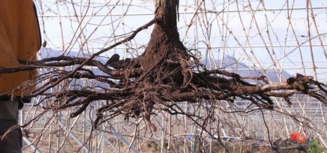 Grape transplantation in the fall