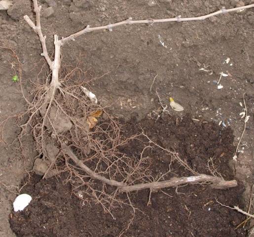 Grape transplantation in the fall