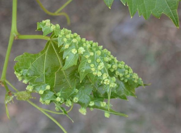 Grape varieties Lydia: description and characteristics of wine culture