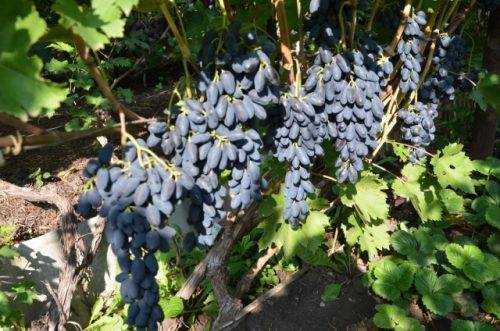 Grape variety Academician: photo and description