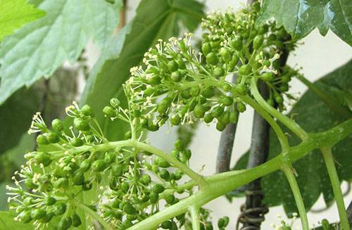 Grape variety Academician: photo and description