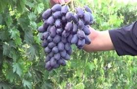 Grape variety Academician: photo and description