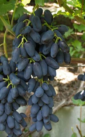 Grape variety Academician: photo and description