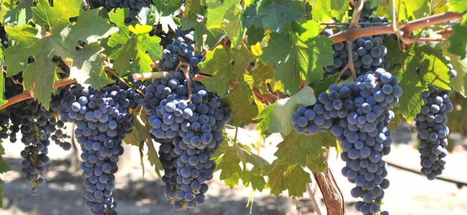 Grape variety Academician: photo and description