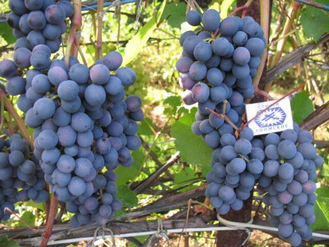 Grape variety Agat Donskoy: photo and description, reviews